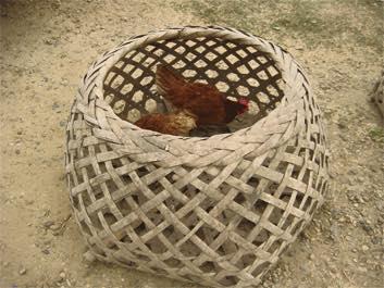 carry chicken basket